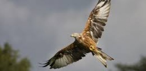 Roxette — Wish I Could Fly